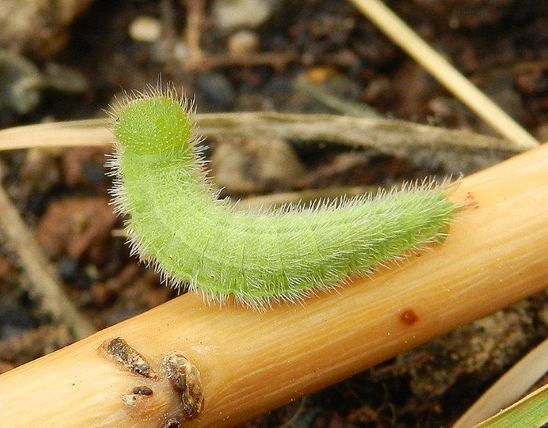 l''avventura della (forse) Melanargia russiae